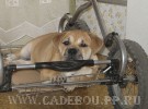 ка де бо, перро дого майоркин, кадебо - Сторожу Никусю. 25-06-2007 ка де бо, перро дого майоркин, кадебо - Сторожу Никусю. 25-06-2007