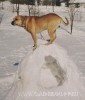 кадебо, ка де бо, перро дого майоркин - Уилис на вершинке.))) 1 февраля 2006 кадебо, ка де бо, перро дого майоркин - Уилис на вершинке.))) 1 февраля 2006