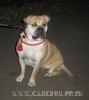 ка де бо, кадебо, перро дого майоркин - Серьезная собака). 9 ноября 2008 ка де бо, кадебо, перро дого майоркин - Серьезная собака). 9 ноября 2008
