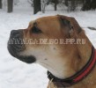перро дого майоркин, кадебо, ка де бо - Гавиота, портрет на прогулке, март 2009 перро дого майоркин, кадебо, ка де бо - Гавиота, портрет на прогулке, март 2009