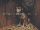 perro dogo mallorquin, cadebou, ca de bou -    7, 5  ().