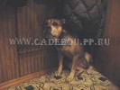 perro dogo mallorquin, cadebou, ca de bou -   ( 2004).