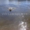 кадебо, перро дого майоркин, ка де бо - Достал, плыву назад. Умничка! 25 августа в Солнцево кадебо, перро дого майоркин, ка де бо - Достал, плыву назад. Умничка! 25 августа в Солнцево
