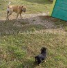 ка де бо, перро дого майоркин, кадебо - Я и мой маленький друг! На прогулке у дома. 7 Октября ка де бо, перро дого майоркин, кадебо - Я и мой маленький друг! На прогулке у дома. 7 Октября