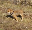 ca de bou, perro dogo mallorquin, cadebou - На прогулке у дома. 25 Апреля ca de bou, perro dogo mallorquin, cadebou - На прогулке у дома. 25 Апреля