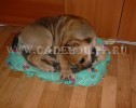 ca de bou, perro dogo mallorquin, cadebou - Укушу подстилку, она мне уже стала мала! Дома. 26 Апреля ca de bou, perro dogo mallorquin, cadebou - Укушу подстилку, она мне уже стала мала! Дома. 26 Апреля