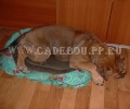 ca de bou, perro dogo mallorquin, cadebou - Что там, что там... 26 Апреля ca de bou, perro dogo mallorquin, cadebou - Что там, что там... 26 Апреля