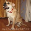 перро дого майоркин, ка де бо, кадебо - Ежевика в стойке, дома. 17 Декабря 2007 перро дого майоркин, ка де бо, кадебо - Ежевика в стойке, дома. 17 Декабря 2007