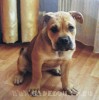 кадебо, ка де бо, перро дого майоркин - Киря - дома. Апрель 2006 кадебо, ка де бо, перро дого майоркин - Киря - дома. Апрель 2006
