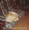 кадебо, перро дого майоркин, ка де бо - Уилис дома, Октябрь 2006 кадебо, перро дого майоркин, ка де бо - Уилис дома, Октябрь 2006