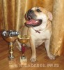 ка де бо, кадебо, перро дого майоркин - Ежевика по возвращении с Чемпионата Европы 2008 из Венгрии. 8 октября 2008 ка де бо, кадебо, перро дого майоркин - Ежевика по возвращении с Чемпионата Европы 2008 из Венгрии. 8 октября 2008
