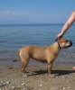 перро дого майоркин, кадебо, ка де бо - Гавиота на озере Охрид, отдых и купание в Македонии, сентябрь 2008. Фото с www.milenici.com.mk перро дого майоркин, кадебо, ка де бо - Гавиота на озере Охрид, отдых и купание в Македонии, сентябрь 2008. Фото с www.milenici.com.mk