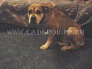 perro dogo mallorquin, cadebou, ca de bou -   ( 2004).