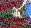 кадебо, перро дого майоркин, ка де бо - Спрячемся в алых тюльпанах!!! 5 июня кадебо, перро дого майоркин, ка де бо - Спрячемся в алых тюльпанах!!! 5 июня