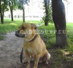 кадебо, перро дого майоркин, ка де бо - Позирую в маленькой роще! 25 Августа. Солнцево кадебо, перро дого майоркин, ка де бо - Позирую в маленькой роще! 25 Августа. Солнцево