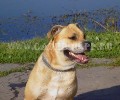 кадебо, перро дого майоркин, ка де бо - На прогулке в Солнцево. 30 Сентября кадебо, перро дого майоркин, ка де бо - На прогулке в Солнцево. 30 Сентября