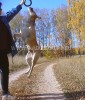 ка де бо, перро дого майоркин, кадебо - Прыжки в высоту! На прогулке в лесу у дома. 7 Октября ка де бо, перро дого майоркин, кадебо - Прыжки в высоту! На прогулке в лесу у дома. 7 Октября