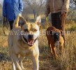 ка де бо, перро дого майоркин, кадебо - Я летучая мышь и моя подружка Софья! На прогулке у дома. 12 Октября ка де бо, перро дого майоркин, кадебо - Я летучая мышь и моя подружка Софья! На прогулке у дома. 12 Октября
