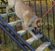 кадебо, ка де бо, перро дого майоркин - На дрес. площадке - вниз по лестнице! 12 Октября кадебо, ка де бо, перро дого майоркин - На дрес. площадке - вниз по лестнице! 12 Октября