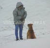 перро дого майоркин, ка де бо, кадебо - Жду награду за послушание! 21-02-2006 перро дого майоркин, ка де бо, кадебо - Жду награду за послушание! 21-02-2006