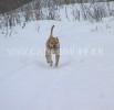 перро дого майоркин, ка де бо, кадебо - Вдаль бежит от нас снежная дорожка! 21-02-2006 перро дого майоркин, ка де бо, кадебо - Вдаль бежит от нас снежная дорожка! 21-02-2006