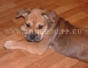 ca de bou, perro dogo mallorquin, cadebou - Дома. 13 Апреля ca de bou, perro dogo mallorquin, cadebou - Дома. 13 Апреля