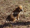 ca de bou, perro dogo mallorquin, cadebou - На прогулке у дома. 25 Апреля ca de bou, perro dogo mallorquin, cadebou - На прогулке у дома. 25 Апреля