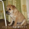 ка де бо, перро дого майоркин, кадебо - Евочка дома. 23-06-2007 ка де бо, перро дого майоркин, кадебо - Евочка дома. 23-06-2007