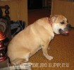 ка де бо, кадебо, перро дого майоркин - Ежевика дома. 21 октября 2008 ка де бо, кадебо, перро дого майоркин - Ежевика дома. 21 октября 2008