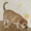 перро дого майоркин, кадебо, ка де бо - Дорик гуляет по комнате. 1,5 месяца перро дого майоркин, кадебо, ка де бо - Дорик гуляет по комнате. 1,5 месяца