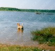 ка де бо, перро дого майоркин, кадебо - На водохранилище в деревне. 11 Июля 2002 ка де бо, перро дого майоркин, кадебо - На водохранилище в деревне. 11 Июля 2002