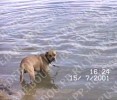 ка де бо, перро дого майоркин, кадебо - Улисенок в Питере, раздумывает о водных процедурах (1 год 2 месяца, 15 июля 2001) ка де бо, перро дого майоркин, кадебо - Улисенок в Питере, раздумывает о водных процедурах (1 год 2 месяца, 15 июля 2001)