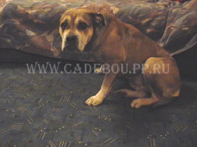 ca de bou, cadebou, perro dogo mallorquin -   ( 2004).