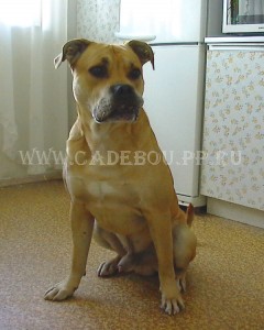 �� �� ��, ������, ����� ���� �������� - ��� ������� ����� 2. 14 ��������