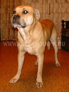 кадебо, перро дого майоркин, ка де бо - Дома. 31-10-2004 кадебо, перро дого майоркин, ка де бо - Дома. 31-10-2004