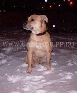 ������, ����� ���� ��������, �� �� �� - �� �������� ��������. 24 �������