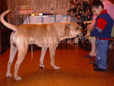 �� �� ��, ����� ���� ��������, ������ - �������� � ����� (2 ������),  ��� ������. 15 ������