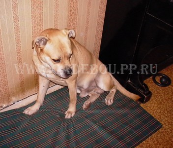 ����� ���� ��������, ������, �� �� �� - ����. 12 �������