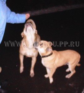 ка де бо Улис на прогулке в Солнцево 30 сентября 2005