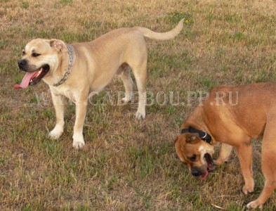 �� �� ��, ����� ���� ��������, ������ - ���� � ��� �� �������� � ��������. 24 ����. ������� ����� �� �����!