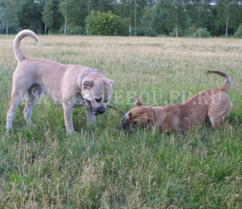 �� �� ��, ����� ���� ��������, ������ - ���� � ��� �� �������� � ������. 25 ����.