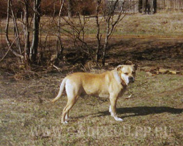 ка де бо, кадебо, перро дого майоркин - Улис в деревне, май 2006 ка де бо, кадебо, перро дого майоркин - Улис в деревне, май 2006