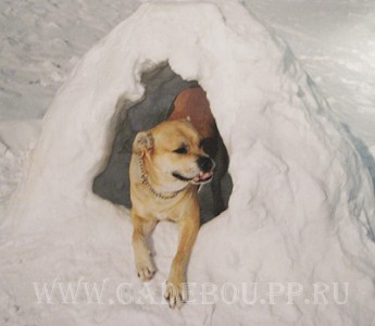 перро дого майоркин, кадебо, ка де бо - Уилис в ледяном дворце.))) 1 февраля 2006 перро дого майоркин, кадебо, ка де бо - Уилис в ледяном дворце.))) 1 февраля 2006