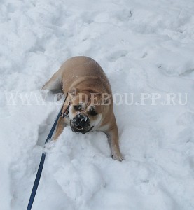 perro dogo mallorquin, cadebou, ca de bou -   ),  2009