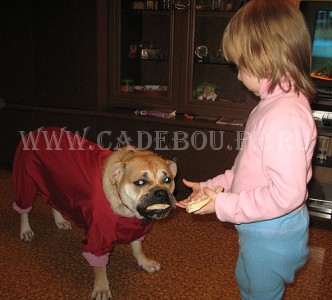 cadebou, perro dogo mallorquin, ca de bou -    ,   2009