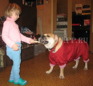 ca de bou, cadebou, perro dogo mallorquin -    ,   2009