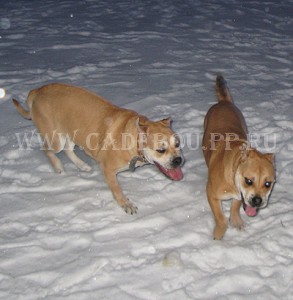 �� �� ��, ����� ���� ��������, ������ - ����� � ���� �� ��������. 20 ������� 2009