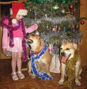 ,   ,    -   .   2009