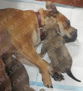 perro dogo mallorquin, cadebou, ca de bou -     (4 )