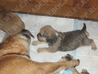 cadebou, perro dogo mallorquin, ca de bou -     (4 )